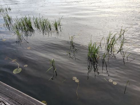 Lily pads in Juanita Bay Park